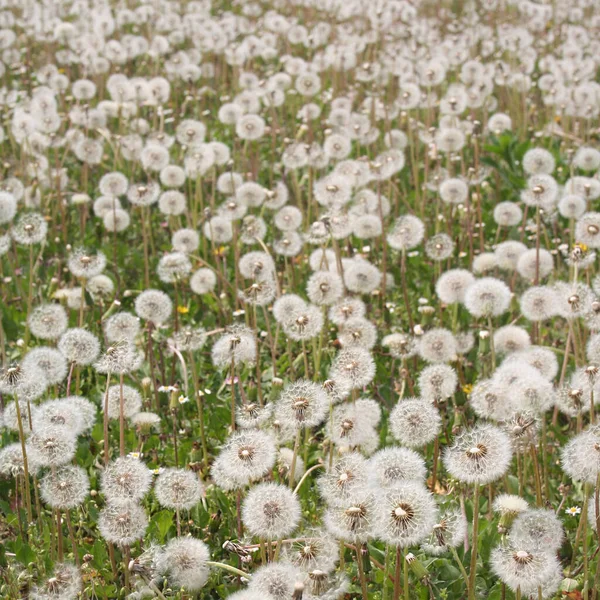 Muchas Flores Diente León Con Semillas Prado Verano Taraxacum Officinale —  Fotos de Stock