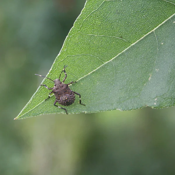 Mladý Marmorated Shield Bug Zeleném Listu Halyomorpha Halys — Stock fotografie