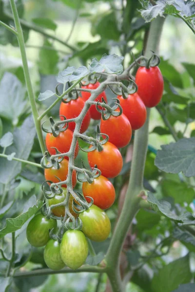 Petites Tomates Longues Rouges Italie Dans Potager — Photo