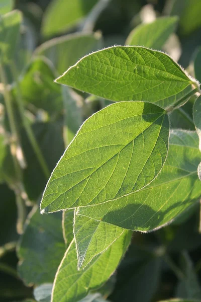 Tarlada güneş ışığına karşı yeşil soya bitkileri