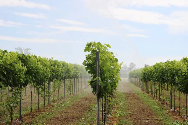İtalya 'nın kırsal kesimlerinde yaz mevsiminde yeşil bir üzüm bağında su arıtma sistemi çalışıyor.. 