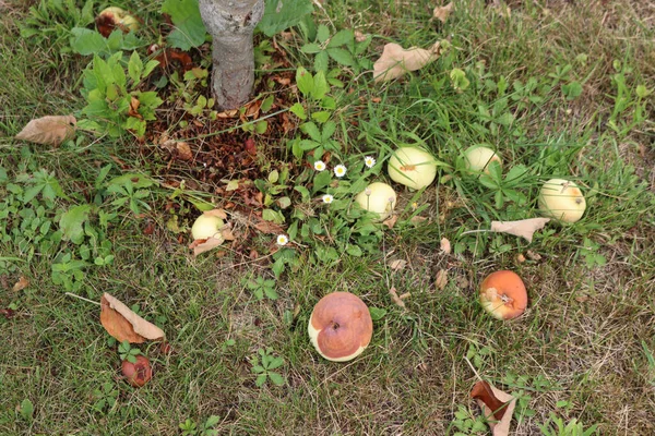 Pourrir Les Fruits Pomme Sous Arbre Dans Verger Pommiers Été — Photo
