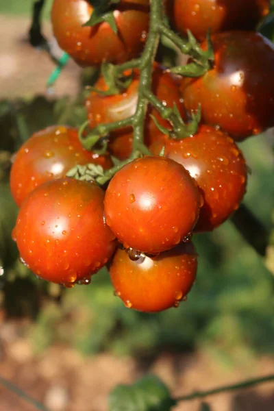 Färska Röda Italienska Camone Tomater Växt Täckt Vattendroppar Grönsaksträdgården Sommaren — Stockfoto