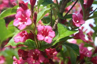 Weigelia çalılığı yazın başında çiçek açtı. Seçici odak noktasında güzel pembe çiçekler