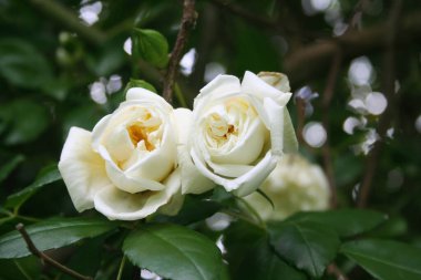 Bahçede açan güzel beyaz güller. Seçici odak.