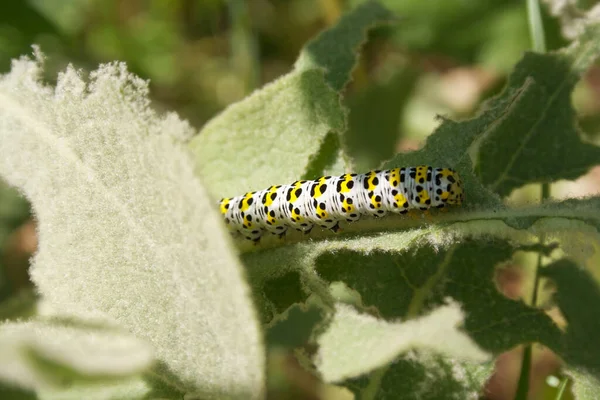 Mullein Mal Larv Äter Gröna Blad Trädgården Cucullia Verbasci — Stockfoto