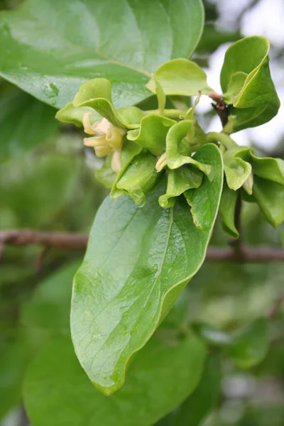 Blassgelbe Blüten Zweig Des Kaki Baumes Sommer Persimmon Baum — Stockfoto
