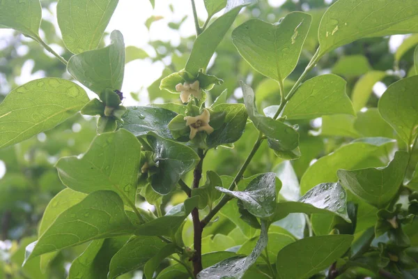 夏には柿の木の枝に薄黄色の花を咲かせます 柿の木 — ストック写真