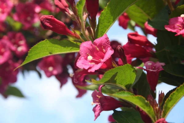 Krzew Weigelia Kwitnie Wczesnym Latem Piękne Różowe Kwiaty Selektywnej Ostrości — Zdjęcie stockowe