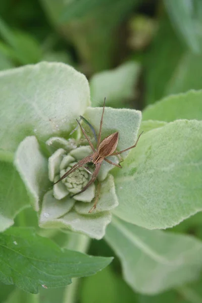 Pisaura Mirabilis Nursery Web Spider Hunting Green Leaf — Stock Photo, Image