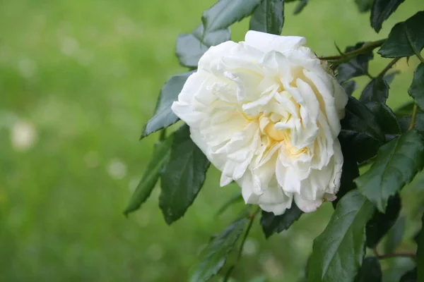 Vackra Vita Rosor Blom Trädgården Selektiv Inriktning — Stockfoto