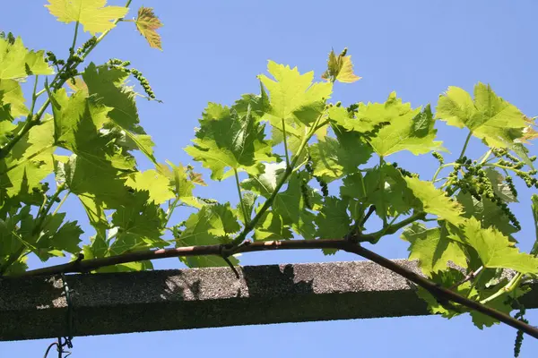 Gałąź Winorośli Świeżymi Zielonymi Liśćmi Tle Błękitnego Nieba Winnicy Wiosną — Zdjęcie stockowe