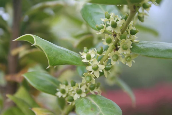 Ilex aquifolium, Holly tree with small green berries in springtime.