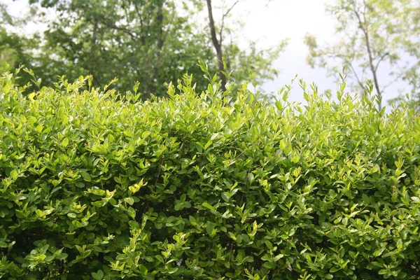 Boxwood Hedge Frsh New Leaves Spring — стоковое фото