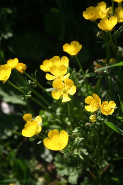 Çayırdaki sarı düğün çiçekleri. Ranunculus