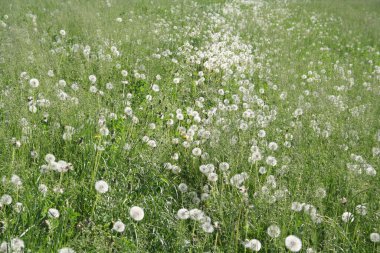 Çayırdaki tüylü karahindiba çiçekleri. Taraxacum officinalis.