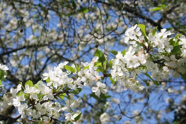 Cerisier Aigre Fleurs Sur Branche Printemps Contre Ciel Bleu — Photo