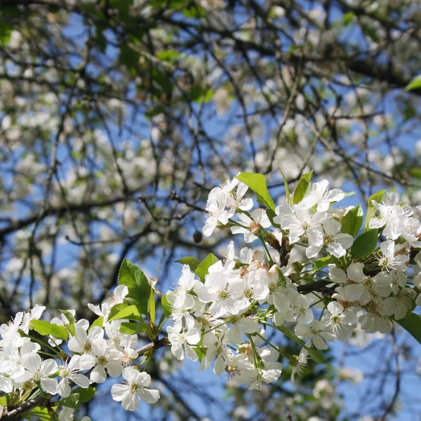 Cerisier Aigre Fleurs Sur Branche Printemps Contre Ciel Bleu — Photo