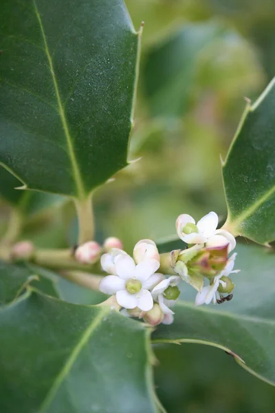 Ilex Aquifolium Holly Tree Small White Flowers Springtime — Stock Photo, Image