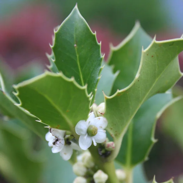 Ilex aquifolium, Holly tree with small white flowers and berries in springtime.