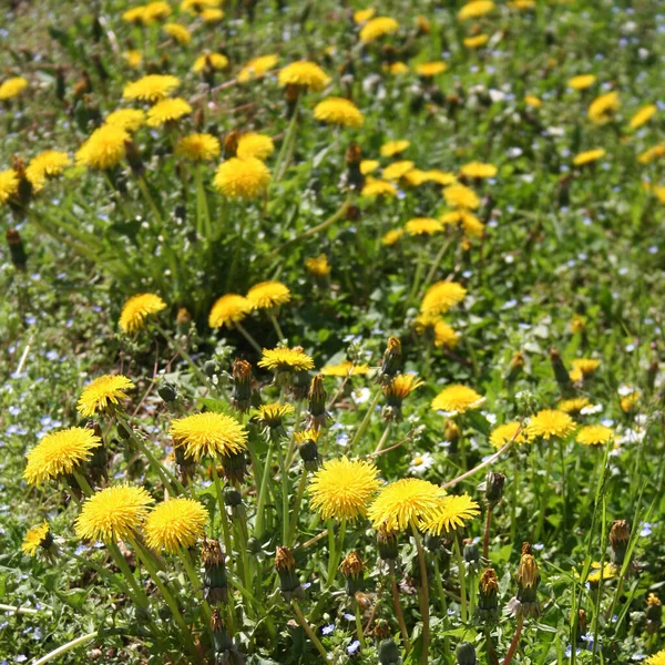 Taraxacum Officinalis Maskros Växt Med Gula Blommor Trädgården — Stockfoto