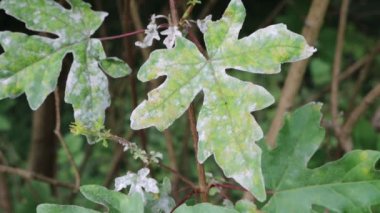 Yeşil yapraklarda hastalık. Bahçedeki akçaağaç yapraklarındaki gri lekeler