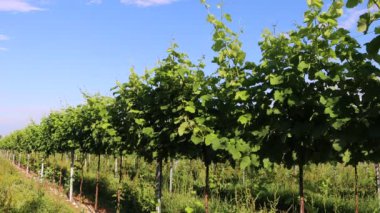 İtalya kırsalında yaz mevsiminde rüzgarlı bir günde yeşil üzüm bağları