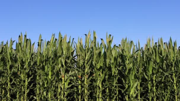 Campo Maíz Verde Contra Cielo Azul Campo Maíz Agrícola Verano — Vídeos de Stock