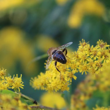 Bal arısı Kanada altın sarısı çiçeklerinde polen topluyor. Solidago canadensis çiçeğindeki Apis mellifera