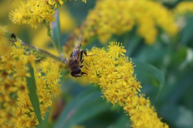 Bal arısı Kanada altın sarısı çiçeklerinde polen topluyor. Solidago canadensis çiçeğindeki Apis mellifera
