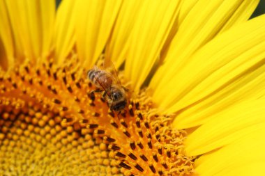 Bal arısının sarı bir ayçiçeğinin nektarını topladığı yakın plan. Apis mellifera Helianthus Annuus çiçeğinde