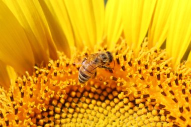 Bal arısının sarı bir ayçiçeğinin nektarını topladığı yakın plan. Apis mellifera Helianthus Annuus çiçeğinde