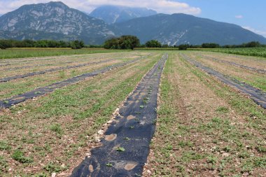 Kabak tarlası ektim. Tarlada plastik samanlı kabak bitkileri yetişiyor. Cucurbita pepo