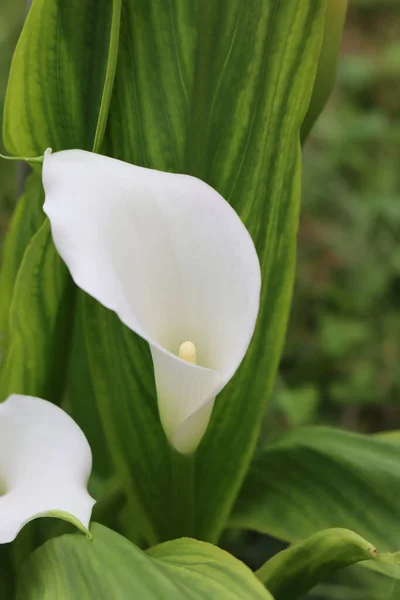 Detailní Záběr Bílých Lilií Calla Zahradě Zantedeschia Aethiopica Rostlina — Stock fotografie