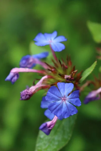 庭のCeratostima Wilmottianumブルーの花のクローズアップ ハーディブルーの花を咲かせるヨモギ — ストック写真