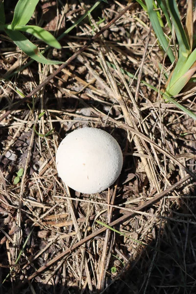 Top Kilátás Friss Calvatia Utriformis Vagy Mozaik Gömb Fehér Gomba — Stock Fotó