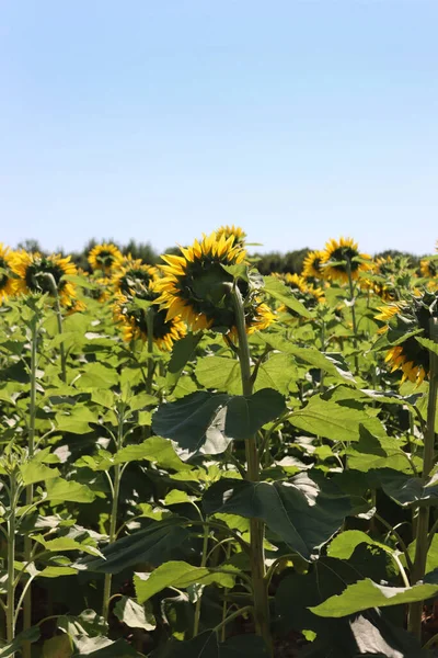 Girasoles Flor Contra Cielo Azul Cultivo Helianthus Annuus — Foto de Stock