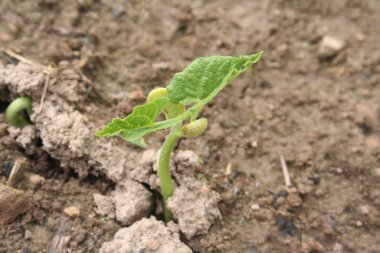 Tarlada yetişen taze taze yeşil fasulye bitkileri. Fasulye tarlada.