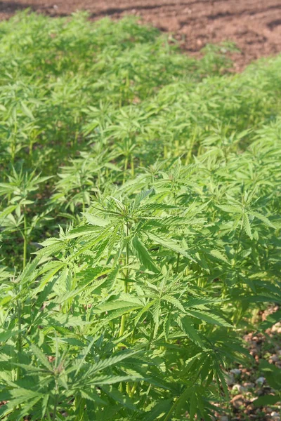 Plantas Cáñamo Creciendo Campo Cultivo Cannabis Sativa — Foto de Stock