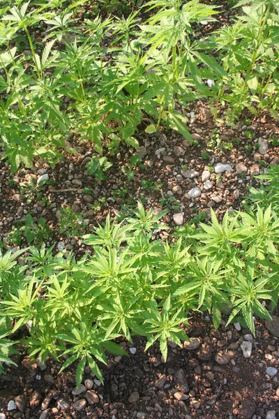 Hemp Plants Growing Field Cannabis Sativa Cultivation — Stock Photo, Image