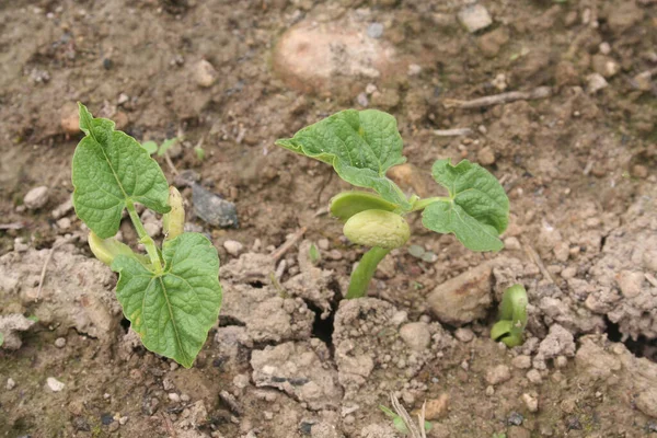 Plantas Jóvenes Judías Frescas Verdes Que Crecen Campo Una Fila —  Fotos de Stock