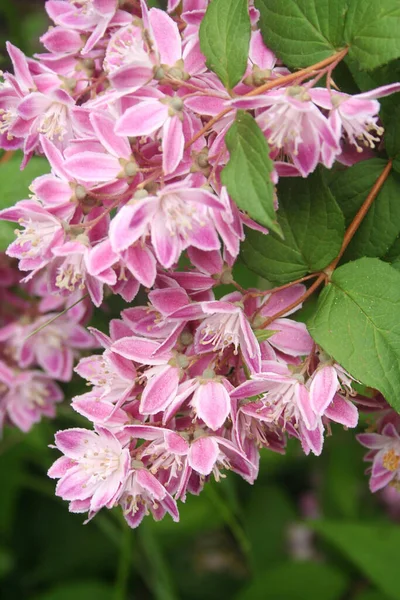 Deutzia Tourbillon Rouge Kwitnie Ogrodzie Krzew Deutzia Pięknymi Różowymi Kwiatami — Zdjęcie stockowe