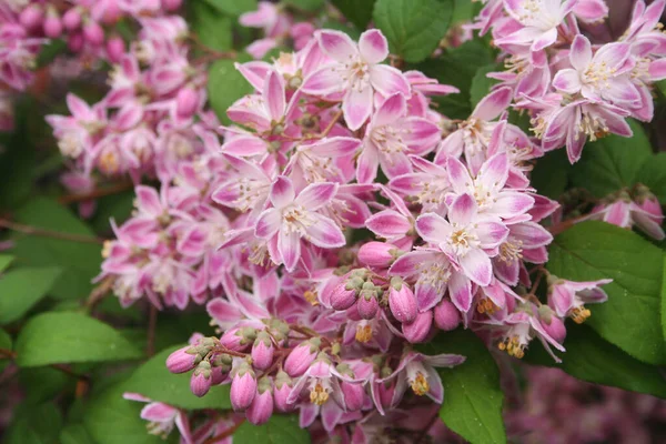 Deutzia Tourbillon Rouge Kvete Zahradě Deutzia Keř Krásnými Růžovými Květy — Stock fotografie