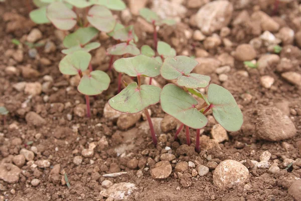 生长在田野里的小荞麦幼苗 Fagopyrum Esculentum Cultivation — 图库照片