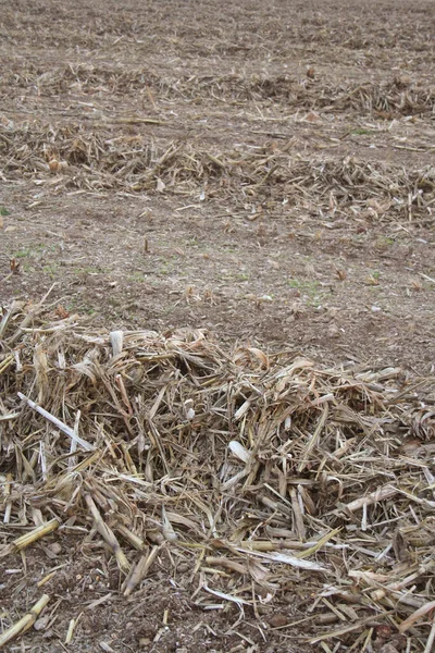 Seque Heno Dorado Fila Campo Atardecer Campo Agrícola Invierno Enfoque — Foto de Stock