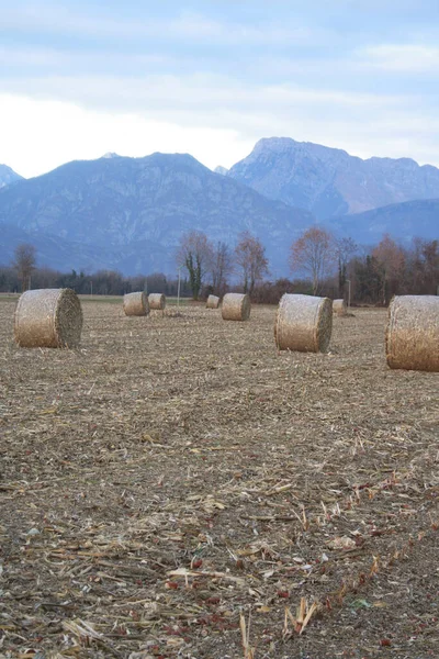 Balles Foin Doré Sèches Dans Champ Coucher Soleil Champ Agricole — Photo