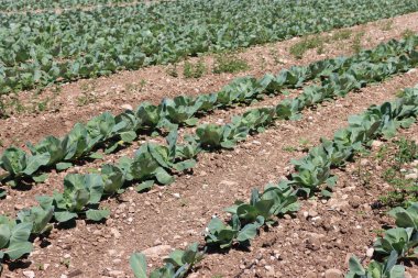 Yeşil lahana yetiştirme. Güneşli bir günde tarlada arka arkaya lahana. Brassica oleracea