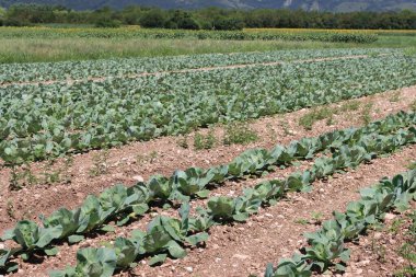 Yeşil lahana yetiştirme. Güneşli bir günde tarlada arka arkaya lahana. Brassica oleracea