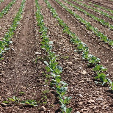 Yeşil lahana yetiştirme. Güneşli bir günde tarlada arka arkaya lahana. Brassica oleracea