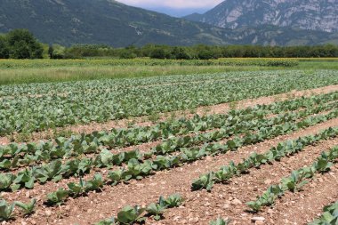 Yeşil lahana yetiştirme. Güneşli bir günde tarlada arka arkaya lahana. Brassica oleracea